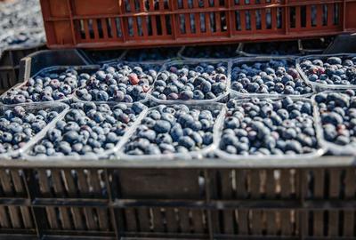 BUSINESS DE VANZARE Plantatie de afin din Romania - 11