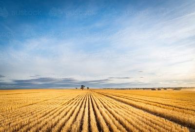 PORTOFOLIU AGRICOL PREMIUM 3.000 HA SUDUL ROMÂNIEI OPORTUNITATE INVESTIȚIONALĂ - 1