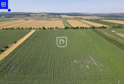 Teren - Orășeni Deal, Curtești | BOTOȘANI | 10.000mp - 6