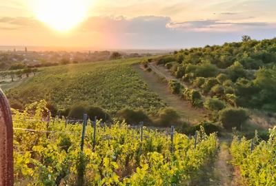 Proprietate istorică , crama +vie DOC + distilerie +loc. evenimente+ 20000 vin - 12