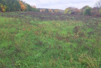 OAZA DE LINISTE SI RAFINAMENT LA MALUL LACULUI - 1