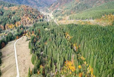 Poiana lui Manole - teren Intravilan - 25