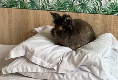 Apartament cu 2 camere decomandat, mobilat în Calea Victoriei