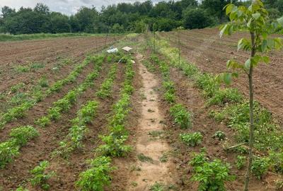 Teren extravilan cu gradina in Saliste - 1