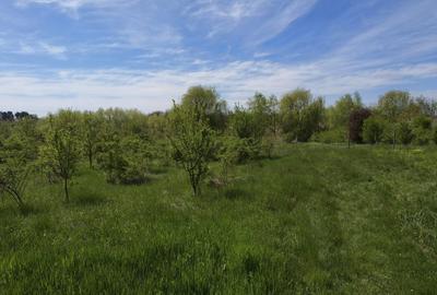 Teren intravilan 664 mp – Peris, Ilfov | Locatie linistita, ideal pentru casa - 5