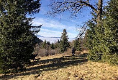 Teren superb extravilan in apropiere de Poiana Brasov - 1