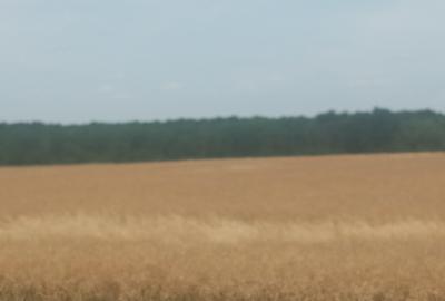 Teren Vanzare Intravilan Branesti - Investitie Zona Industriala Vis a Vis Makita - 25