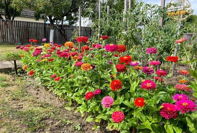 3D! Resedinta notabila,armonios cadru natural,faciliati,Central,Covasna - 18