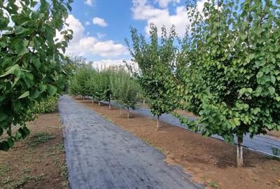 Fundulea – Vila individuala  P+1 cu teren 1000 mp - 9