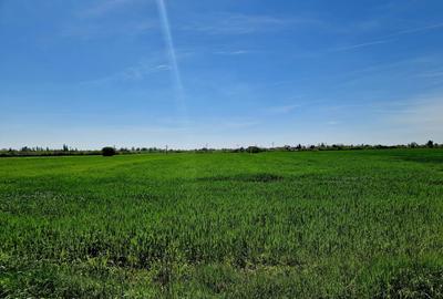 Teren intravilan 5000 mp, str.Sondei, Peris - 5