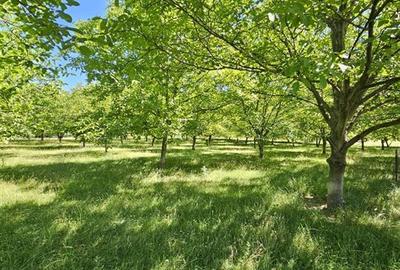 TEREN INTRAVILAN DEVANZARE 33161 MP DE VANZARE TARGU OCNA - 1