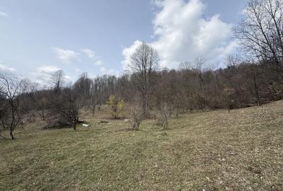 Teren 6040 mp la baza pădurii deschidere 40 ml - 3