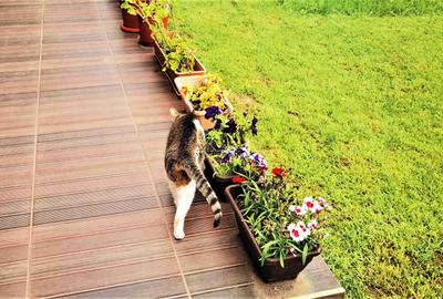 Manuel recomanda : Vila superba in Cornu de Jos 295mp , teren 1360mp - 32