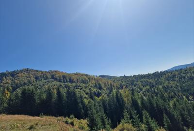 Vindem teren forestier 44165 mp Doabra - Bucovina - 1