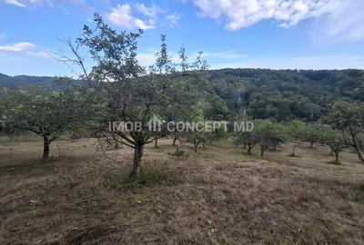 Teren spectaculos cu padure, livada si priveliste panoramica in Soimari PH - 14