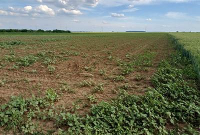 Teren intravilan de vanzare | Peris | 10.000 mp | Investitie sigura - 5