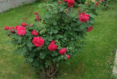 Casă individuală cu 5 camere în Berceni