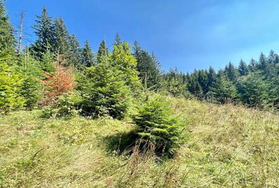 Teren Intravilan Predeal - Acces direct DN - Priveliste deosebita - 31