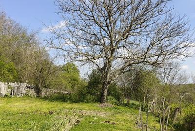 Casă cu 10.300 mp la 15 km de Craiova - 7