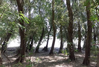 OCAZIE; teren MAHMUDIA 12euro/m.p. Suprafata 5000 m.p. Deschidere la Dunare 48m - 5