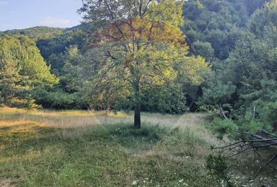 Poiană pentru cabana de vanzare intravilan Coas - 6