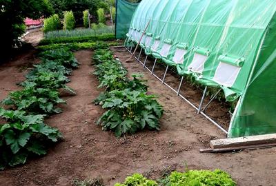 Seimenii Mari Casa 5 camere S.teren:4260 +vie+pomi fructiferi  vedere la Dunare - 18
