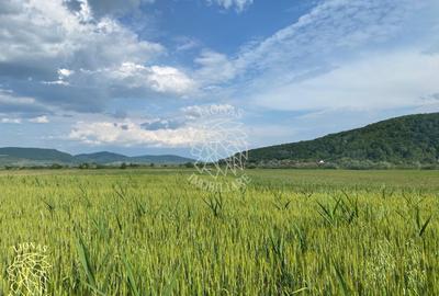 Teren -4.300 mp - Arabil - Chintelnic - 1