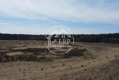 Teren Voluntari-Pipera | 3.700mp | Zonă Pădure & Școli Internaționale - 7