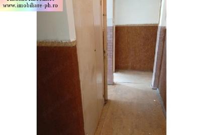 Apartament 3 camere de vanzare : Malu Rosu - 6