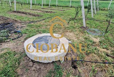 Teren intravilan cu PLANTATIE DE GOJII de vanzare in Racari - 8