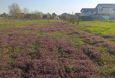 Teren parcelabil, intravilan, 6400mp cu casa renovata - ideal investitor - 1