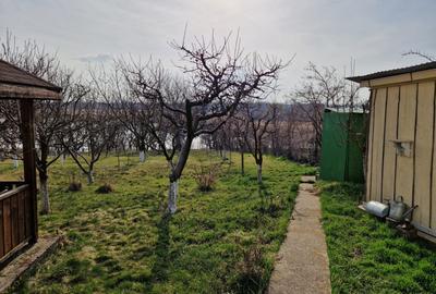 Teren - Roman  -Trifesti - ieșire la lac - livada pe rod - 12