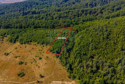 Teren 6,000mp Crizbav / Strada principala - 3