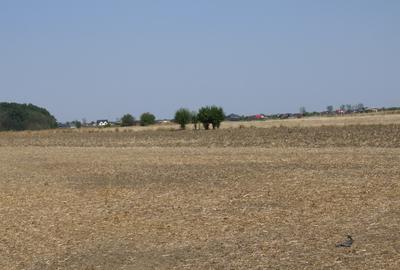 Teren Clinceni-Ordoreanu padure - 5