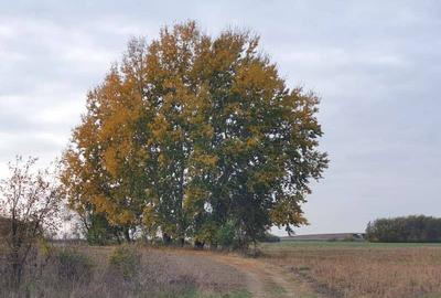 Teren de vânzare “Dumbrava Minunata” în Domnesti, Ilfov - 14