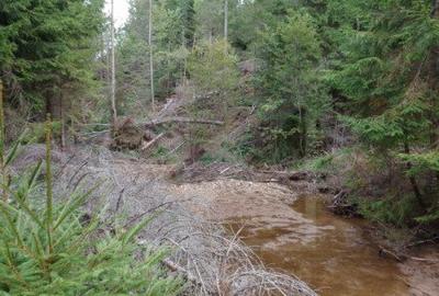 1.6 ha de padure cu poienita, parau la limita curtii, cabana pentru trei familii - 6