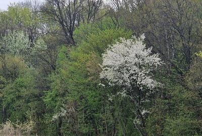 Teren unic prin locatie si priveliste, cu hotar la padurea din Izvorani intr-o z - 1