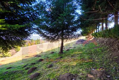 Proprietar | Teren Panoramic+PUZ + Cabana | Drumul Paltinisului |746mp - 9