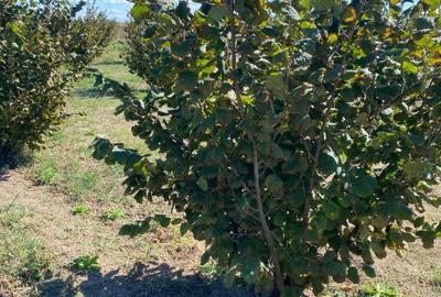 Vanzare plantatie pomicola ALUN pe rod 10,8 HA, hala productie, utilaje - 3
