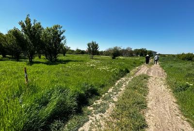 Teren de vanzare 1394mp Tamasi - 1