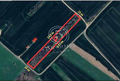 Teren intravilan, Cornetu, Ilfov – 5.590 mp - 2