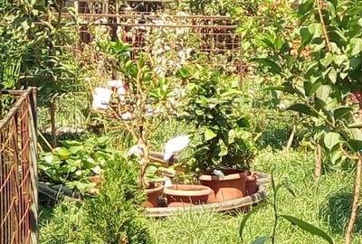 Chiajna - parcul Viitorului - 5