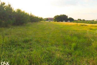 Teren Construcții intravilan de 3277 mp, în Ciofliceni