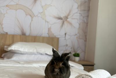 Apartament cu 3 camere semidecomandat, mobilat în Unirii