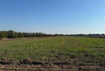 Teren Construcții intravilan de 20000 mp, în Est