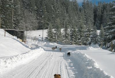 10650 pe munte, langa Predeal  cu PUZ, ridicare TOPO, studiu GEO,apa,gaz,curent - 7