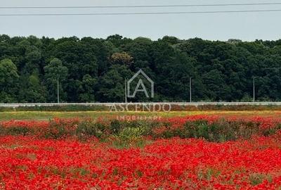Vanzare teren 8.500 mp – Corbeanca, zona Ostratu | Lângă pădure - 2