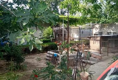 Vila S+P+1+M- Islaz, 8 camere, Suprafata teren 971 mp, Suprafata construita 410 - 6
