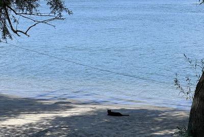 Hotel 25 camere 100 m deschidere DELTA DUNARII teren 12000 mp acces auto - 32