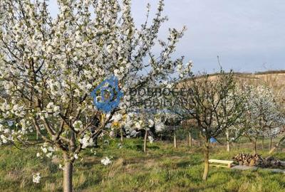 ZONA C.A.P.-TEREN INTRAVILAN ,608MP - 2